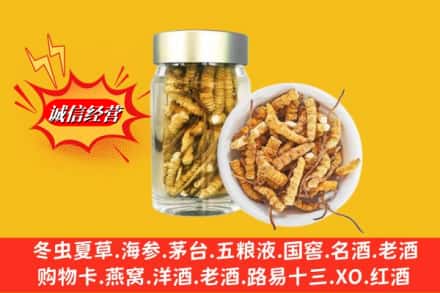 长武县回收散虫草
